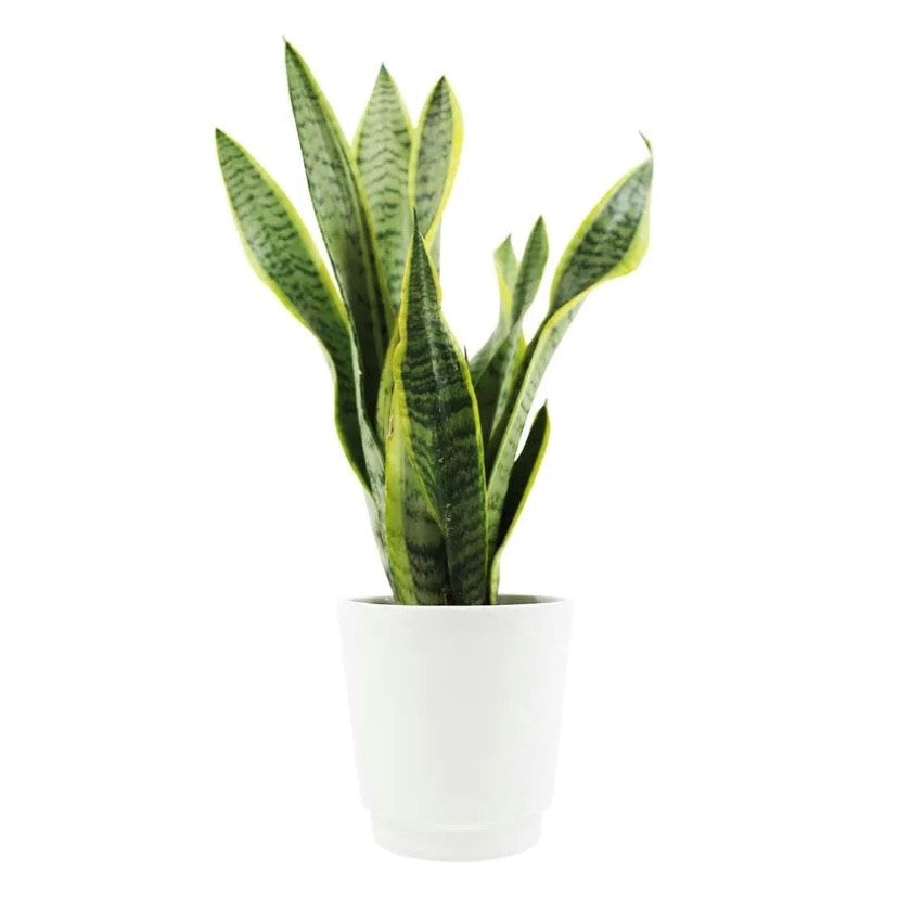 A beautiful snake plant in a white ceramic pot (styles will vary). Easy to care for. 6" pot size.   Plant and/or planter variety may vary based upon availability. 