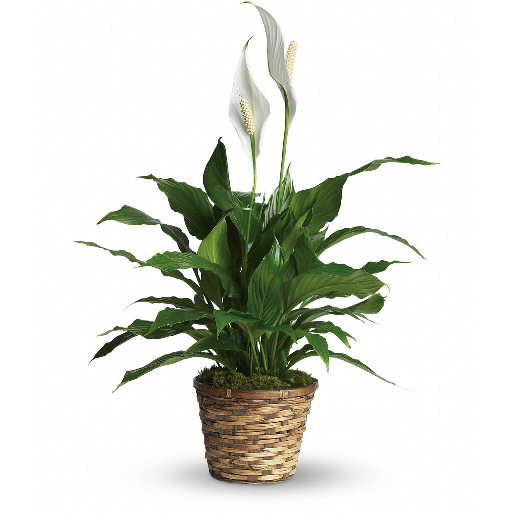 6" diameter pot spathiphyllum plant in a wicker basket.   Color of basket and/or amount of blooms will vary depending on seasonal availability.