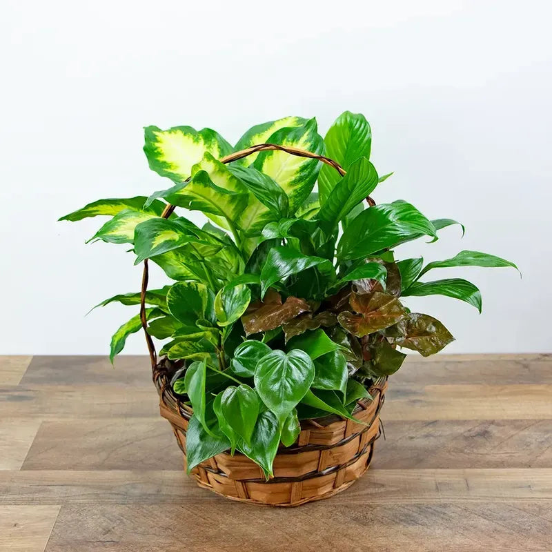 A variety of potted plants in a woven basket on a wooden surface with a white background