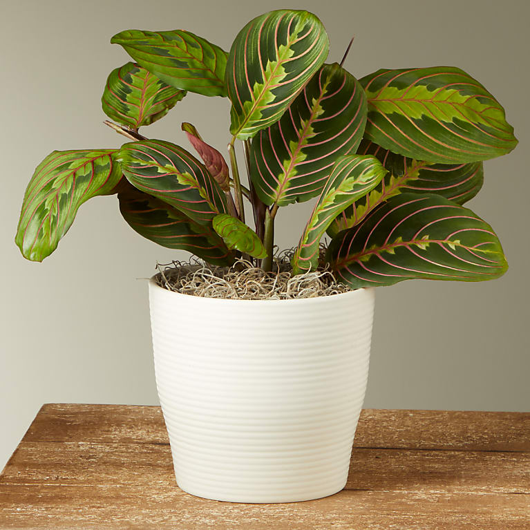 Potted plant with green leaves in a white pot on a wooden surface