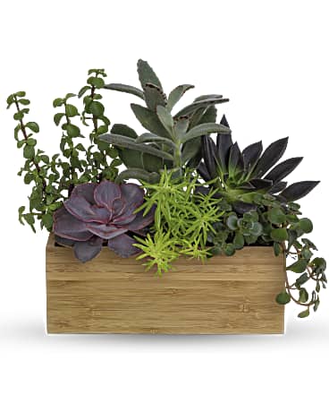 Elongated wood planter with assorted succulents on a white background.