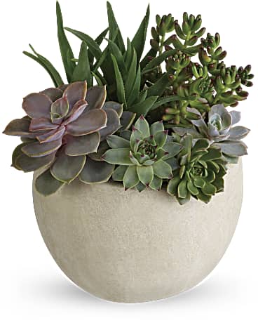 A concrete/ceramic planter (style and colors may vary) will be filled with assorted succulents.   Planter and/or succulent variety will vary depending on seasonal availability. 