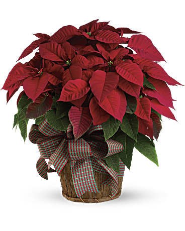 8" pot size red poinsettia plant in a basket with a Christmas bow.   Basket and/or bow will vary depending on availability. 