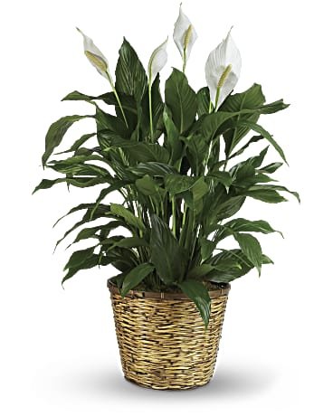 8" diameter spathiphyllum (peace lily) plant in a wicker basket.   Color of basket and/or amount of blooms will vary depending on seasonal availability.