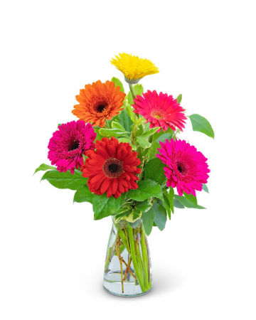 A small clear vase with 6 assorted (colors will vary) colored gerbera daisies and greenery.  Vase and/or flower color will vary depending on seasonal availability. Arrangement will be as close as possible, but may not be exact. 