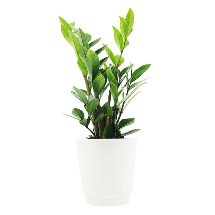 A beautiful ZZ plant in a white ceramic pot (styles will vary). Easy to care for. 6" pot size.  Plant and/or pot style will vary based upon availability. 
