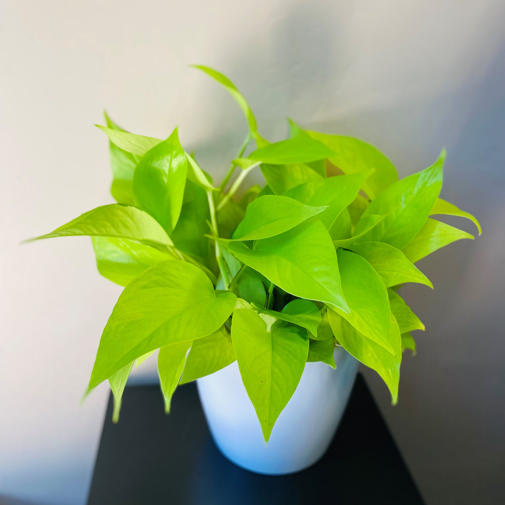A gorgeous Neon Pothos in a white ceramic pot (styles will vary). Easy to care for. 6" pot size.  Plant and/or pot style will vary based upon availability. 